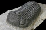 Detailed Morocops Trilobite - Ofaten, Morocco #125993-1